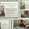 adopt an ancient tree certificate.