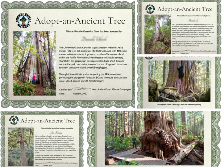 adopt an ancient tree certificate.